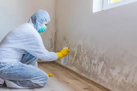 Davis Junction, IL Mold Removal Services Company